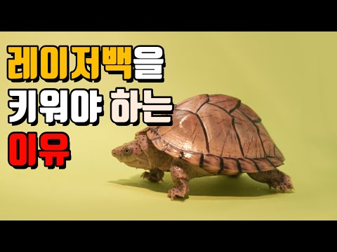 레이저백 거북이를 키워야 하는 이유 레이저백 거북이를 키워야 하는 이유