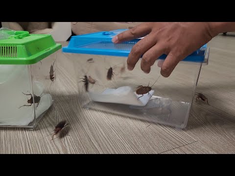 아..망했다...지긋지긋한 병해충 바퀴벌레 초간단 퇴치방법 공개합니다!! 아..망했다...지긋지긋한 병해충 바퀴벌레 초간단 퇴치방법 공개합니다!!
